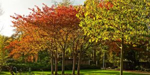 falsi miti alberi