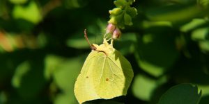 minatrice degli agrumi